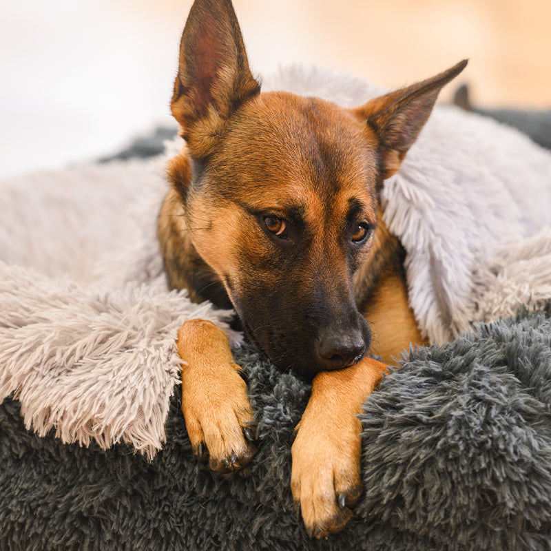 Brooklyn® Memory Foam Bolster Bed